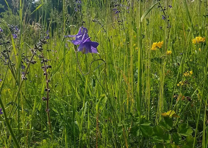 Vakantiehuis Miklavzeva Hisa With A Bread Oven *